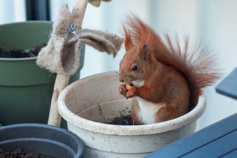 Lumi sitzt in einem Blumentopf und frisst.