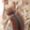 Puschelverlust