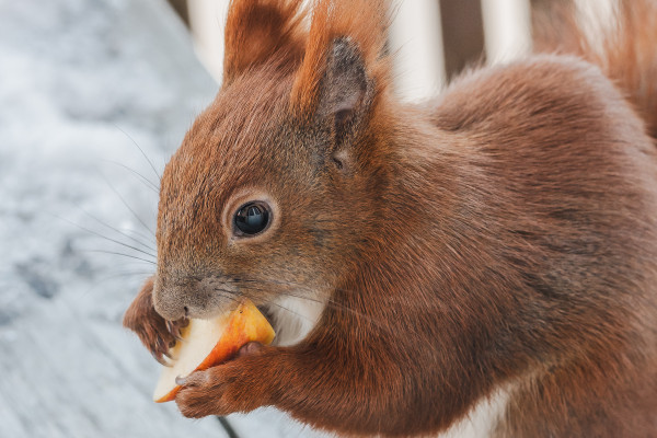An Apple a Day