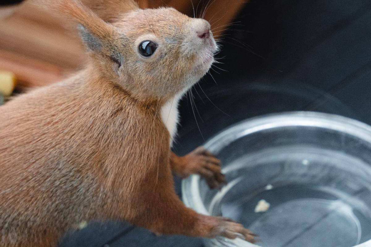 Eichhörnchen Mini stützt die Pfoten auf einen Wasserbehälter und schaut nach oben.