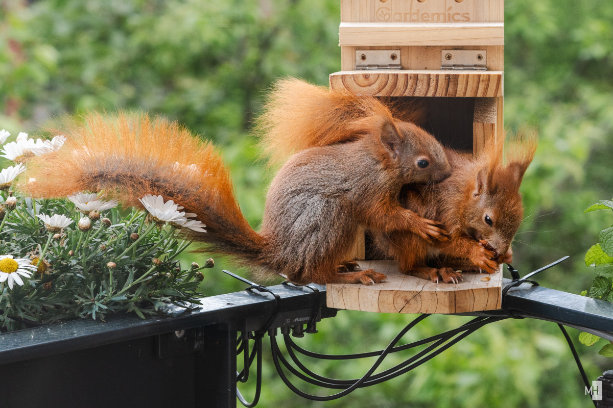 Zwei Eichhörnchen sitzen dicht beieinander auf einem kleinen Holzpodest vor einem Futterhaus, umgeben von zarten weißen Blüten. Das eine knabbert konzentriert an einer Nuss, während das andere neugierig daneben sitzt. Ihre buschigen Schwänze wirken wie flauschige Feuerbälle im sanften Grün des Hintergrunds. Ein stiller Moment voller Lebendigkeit und Naturverbundenheit.