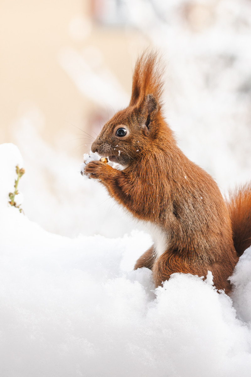 Eichhörnchen Mini tobt im Schnee