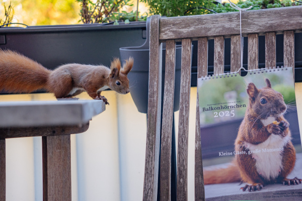 Eichhörnchen Mini schaut vom Tisch auf den Kalender herab.