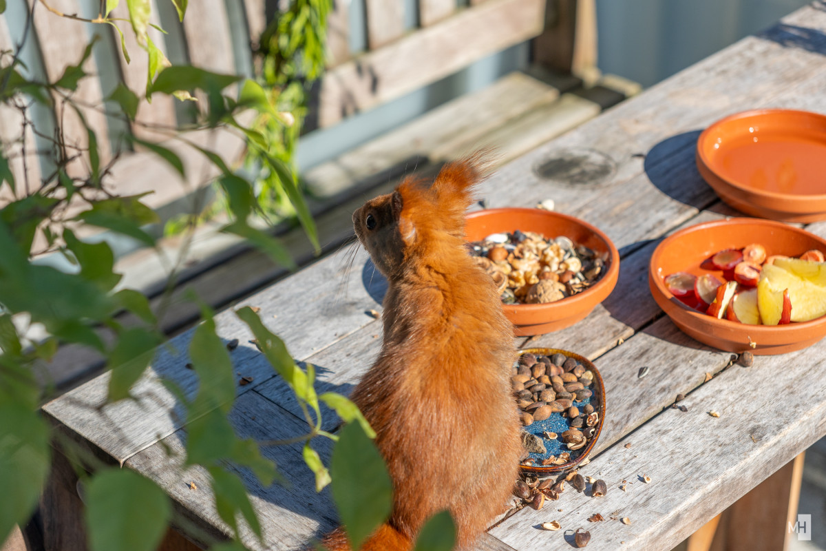 Ein rotes Eichhörnchen schaut in den Hof