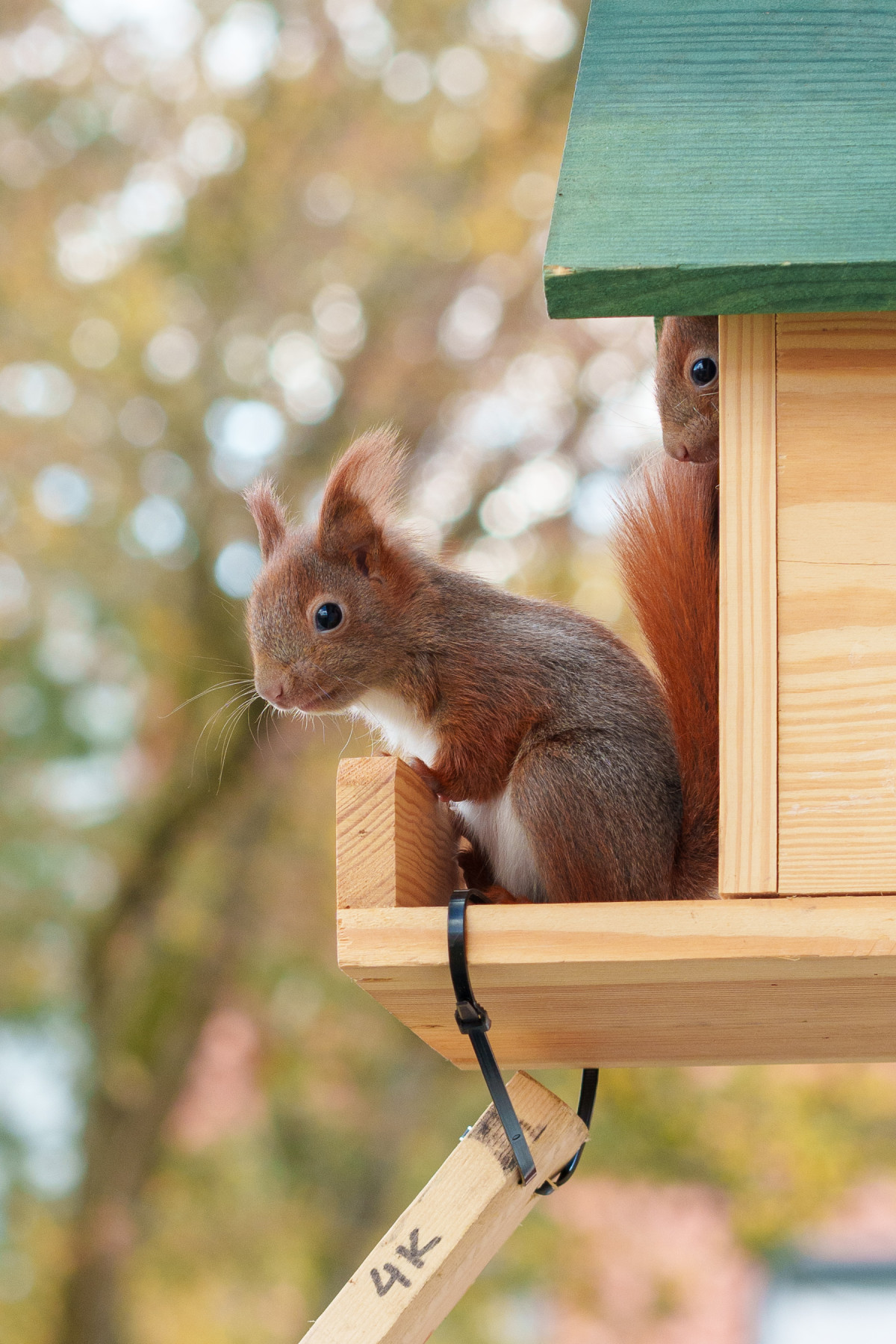 Zwei kleine Eichhörnchen sitzen auf dem Vorbau des Kobels und schauen nach unten.