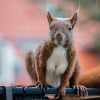 Was will mir das Hörnchen sagen?